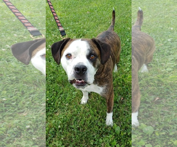 Medium Photo #1 American Pit Bull Terrier-Unknown Mix Puppy For Sale in Germantown, OH, USA