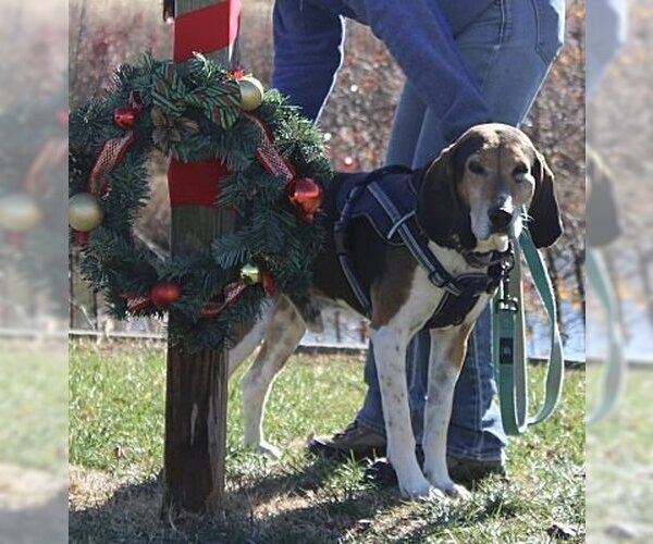 Medium Photo #4 Treeing Walker Coonhound Puppy For Sale in Westminster, MD, USA