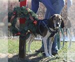 Small Photo #4 Treeing Walker Coonhound Puppy For Sale in Westminster, MD, USA