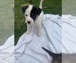 Small Photo #2 Labrador Retriever-Unknown Mix Puppy For Sale in Escondido, CA, USA