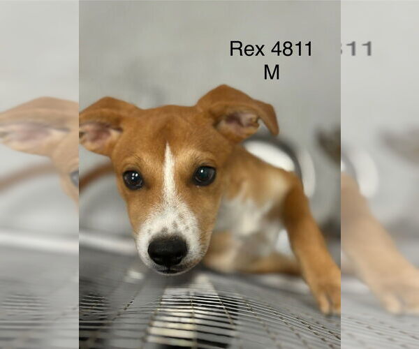 Medium Photo #1 Mutt Puppy For Sale in Studio City, CA, USA