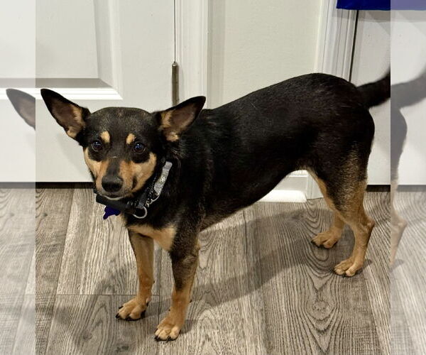 Medium Photo #2 Miniature Pinscher-Unknown Mix Puppy For Sale in Batavia, OH, USA