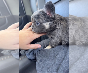 French Bulldog Puppy for sale in KENDALL, FL, USA
