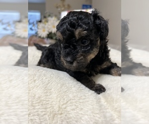 Poodle (Toy) Puppy for sale in TOMBALL, TX, USA