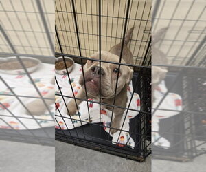 Bulldog-Unknown Mix Dogs for adoption in Texas City, TX, USA