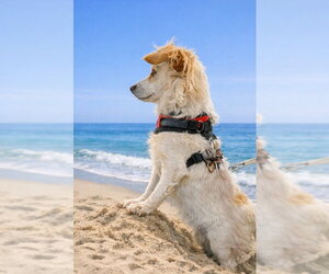Chion Dogs for adoption in San Francisco, CA, USA
