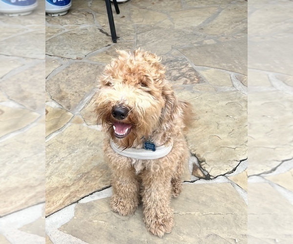 Medium Photo #1 Labradoodle Puppy For Sale in CYPRESS, TX, USA