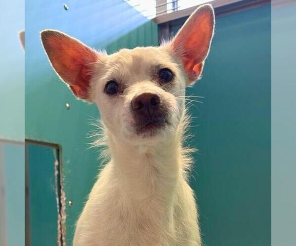 Medium Photo #1 Mutt Puppy For Sale in San Antonio, TX, USA