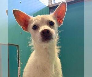 Mutt Dogs for adoption in San Antonio, TX, USA