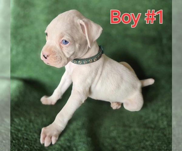 Medium Photo #2 Boxer Puppy For Sale in VICTORIA, TX, USA