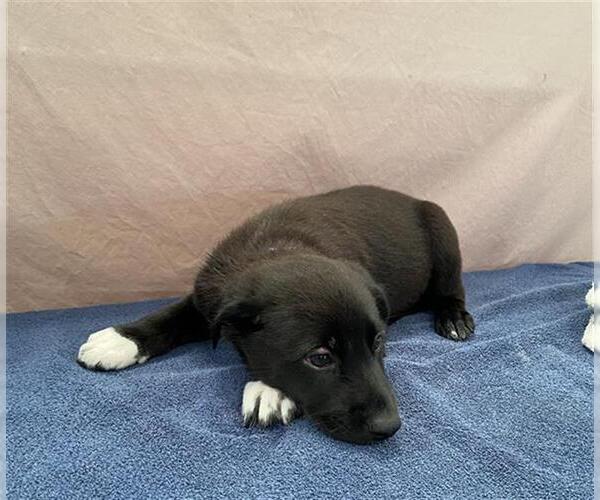 Medium Photo #1 German Shepherd Dog-Unknown Mix Puppy For Sale in Stockton, CA, USA