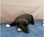 Small German Shepherd Dog Mix