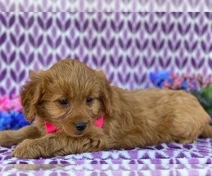 Goldendoodle Puppy for sale in LANCASTER, PA, USA