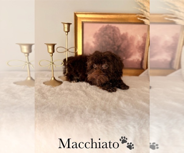 Medium Photo #17 YorkiePoo Puppy For Sale in MURFREESBORO, TN, USA