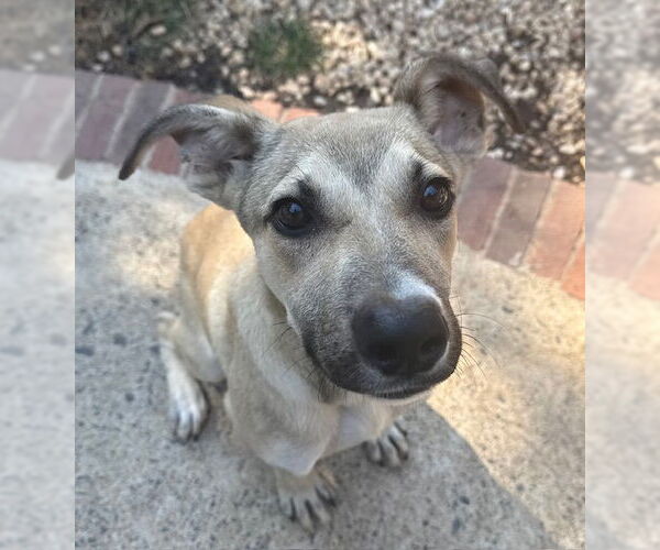 Medium Photo #1 Mutt Puppy For Sale in Woodbury, NY, USA