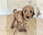 Puppy Blue collar Goldendoodle