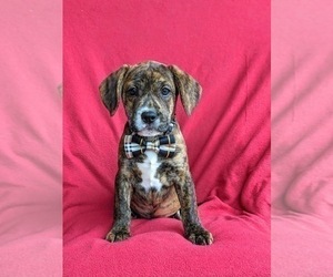 Frengle Puppy for sale in KIRKWOOD, PA, USA