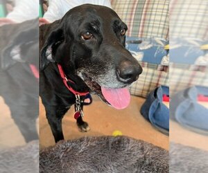 Labrador Retriever Dogs for adoption in Warrington, PA, USA