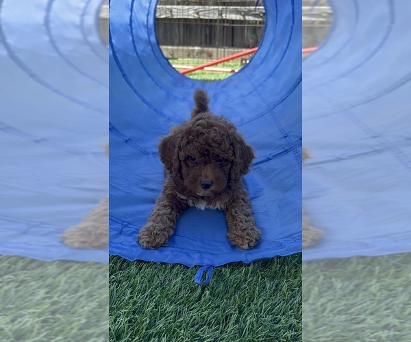 Medium Photo #4 Goldendoodle (Miniature) Puppy For Sale in APTOS, CA, USA