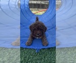 Small #3 Goldendoodle (Miniature)