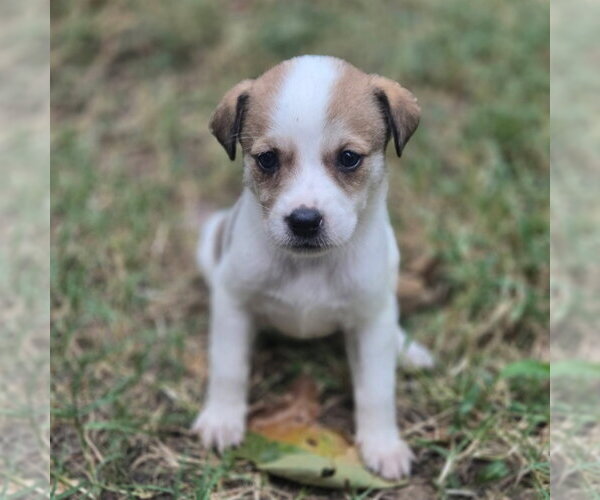 Medium Photo #2 Great Pyrenees-Unknown Mix Puppy For Sale in Claremore, OK, USA