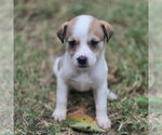 Small Photo #2 Great Pyrenees-Unknown Mix Puppy For Sale in Claremore, OK, USA