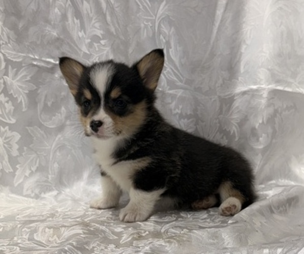 Medium Photo #2 Pembroke Welsh Corgi Puppy For Sale in STANLEY, WI, USA