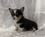 Small #1 Pembroke Welsh Corgi