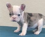 Small Photo #6 French Bulldog Puppy For Sale in LOS ALTOS HILLS, CA, USA