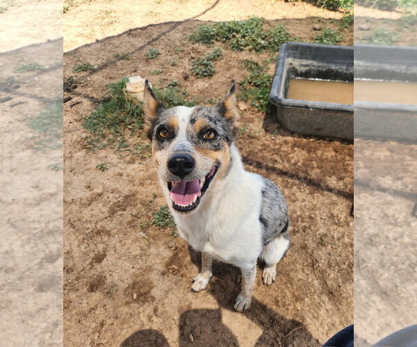 Medium Photo #1 Mutt Puppy For Sale in Amarillo, TX, USA