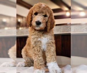 Poodle (Standard) Puppy for sale in CORYDON, IA, USA