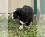 Small Photo #12 Miniature Australian Shepherd Puppy For Sale in ARDMORE, OK, USA