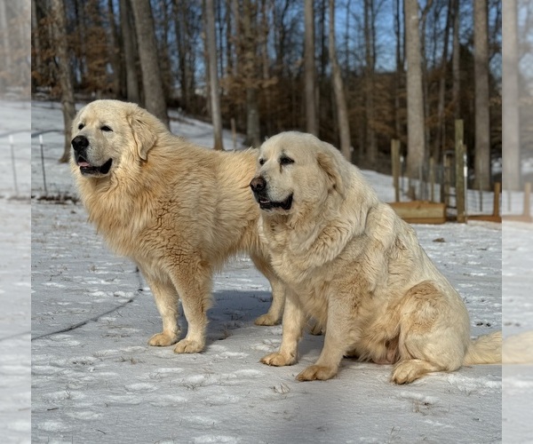 Medium Photo #7 Great Pyrenees Puppy For Sale in NEWTON, NC, USA