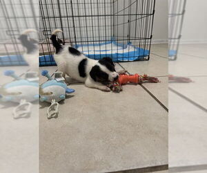 Mutt Dogs for adoption in Ocala, FL, USA