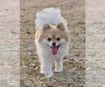 Small #3 Pomeranian