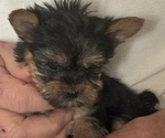 Puppy Puppy 5 Yorkshire Terrier