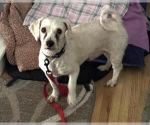 Bichon Frise-Unknown Mix Dogs for adoption in Minneapolis, MN, USA