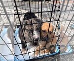 Small #1 Catahoula Leopard Dog Mix