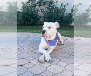 American Bulldog-Unknown Mix Dogs for adoption in Miami, FL, USA