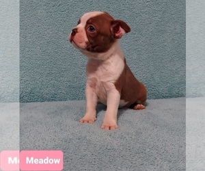 Boston Terrier Puppy for sale in POMEROY, OH, USA