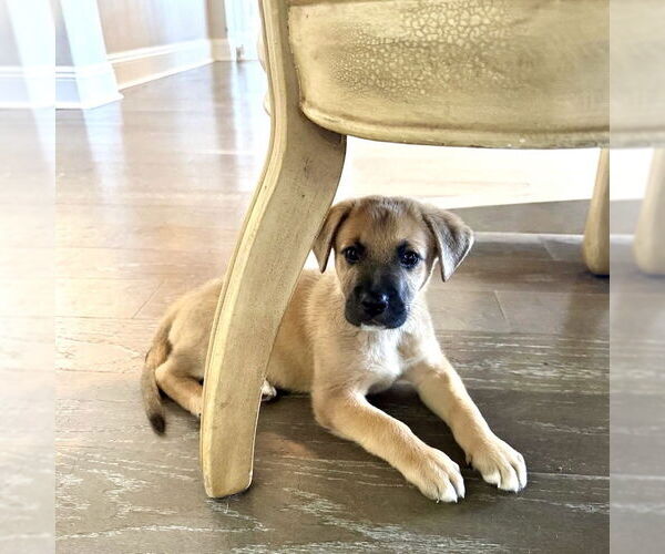 Medium Photo #4 Mutt Puppy For Sale in San Juan Capistrano, CA, USA