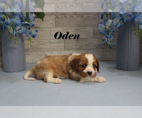Medium Photo #7 Cavalier King Charles Spaniel Puppy For Sale in CHANUTE, KS, USA