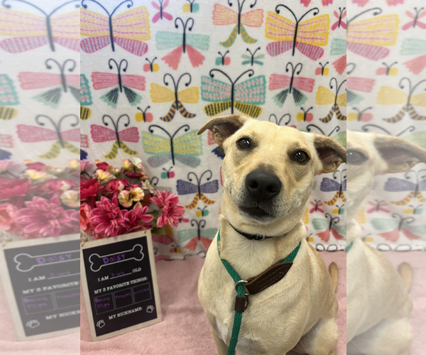Medium Photo #2  Puppy For Sale in , 