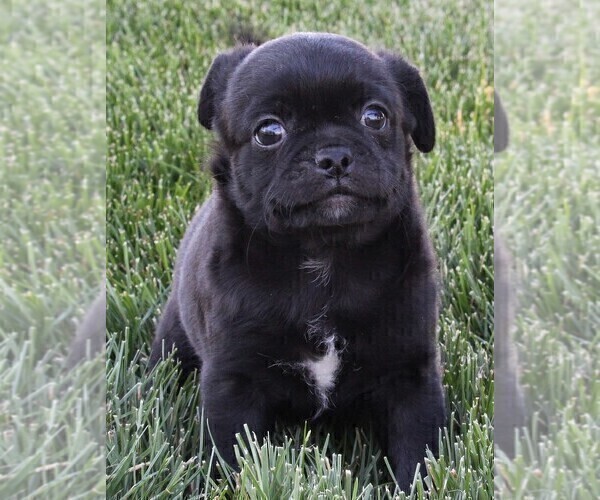Medium Photo #5 Pug Puppy For Sale in FREDERICKSBURG, OH, USA