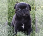 Small Photo #5 Pug Puppy For Sale in FREDERICKSBURG, OH, USA