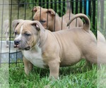 Small Photo #5 American Bully Puppy For Sale in BILLINGS, MO, USA