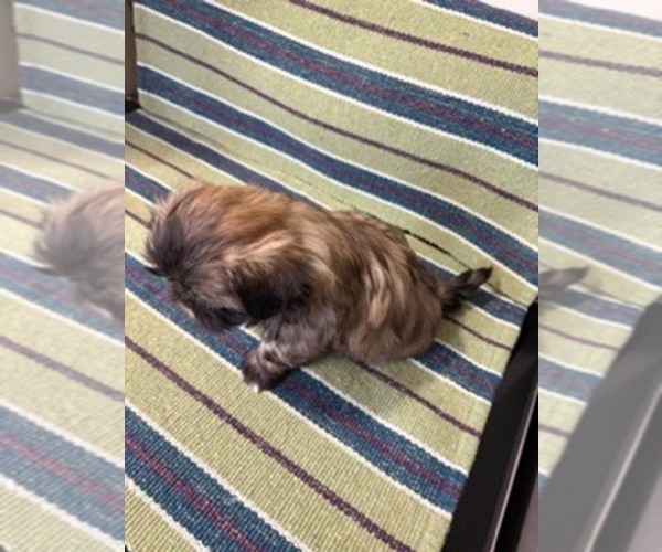 Medium Photo #1 Shih Tzu Puppy For Sale in S ZANESVILLE, OH, USA