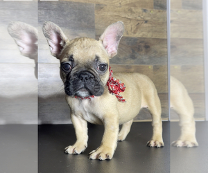 French Bulldog Puppy for sale in HOMESTEAD, FL, USA