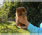 Small #2 Pomeranian