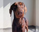 Small #3 Doberman Pinscher Mix